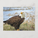 Search for american symbols postcards Usa