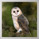 Search for barn owl art Watercolor