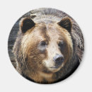Search for grizzly bear magnets Nature