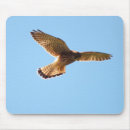 Search for hawks mouse mats Nature