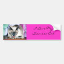 Search for siamese cat bumper stickers Feline