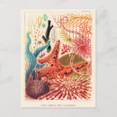Search for echinoderms postcards Illustration
