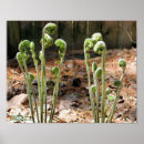 Search for fiddlehead Nature