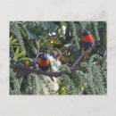 Search for lorikeet parrot postcards Parrots