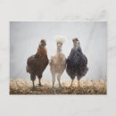 Search for big bird postcards Full length