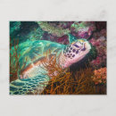 Search for beautiful ocean life postcards Aquatic