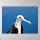 Search for frigatebird Wildlife