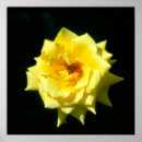 Search for hybrid tea rose posters Flower