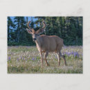 Search for deer buck postcards Meadow