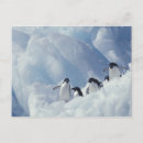Search for antarctica postcards Frozen