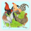 Search for chicken hen bird stickers Poultry