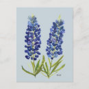Search for texas bluebonnet postcards Lupine