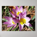 Search for spring crocus posters Crocuses