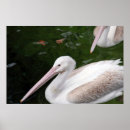 Search for pelican posters Water