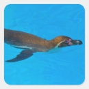 Search for humboldt stickers Bird