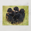 Search for chimpanzee postcards Animal wildlife