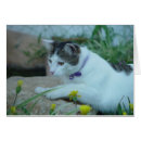 Search for gaze cards Cat