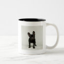 Search for bulldog puppy mugs Photography