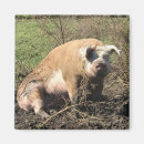 Search for hogs photography Humour