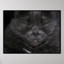 Search for himalayan cat posters Feline