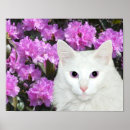Search for white azalea art Blossoms