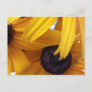 Search for cornflowers postcards Summer