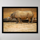 Search for rhinoceroses posters Animals