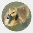 Search for gosling stickers Bird