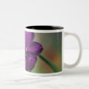 Search for mae mugs Asia