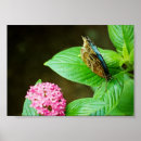 Search for blue morpho butterfly posters Garden