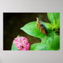 Search for blue morpho butterfly posters Flower