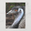 Search for flightless bird postcards Australia