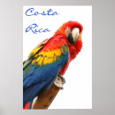 Search for scarlet macaws posters Animal