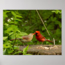 Search for male female cardinal art Birds