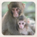 Search for baby monkey coasters Animals in the wild