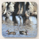 Search for bill coasters Wildlife