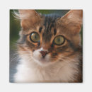 Search for green eyes magnets Fluffy