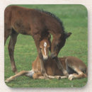 Search for morgan coasters Horse