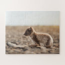 Search for arctic fox puzzles Vulpes lagopus