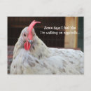 Search for funny chicken sayings postcards Rooster