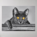 Search for dusky posters Grey