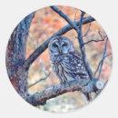 Search for owl photo stickers Wildlife