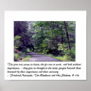 Search for forest posters Pine