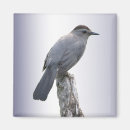 Search for aviary magnets Avian