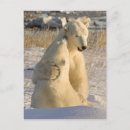 Search for hudson bay postcards Ursus maritimus
