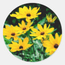 Search for rudbeckia stickers Yellow