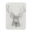 Search for sketched magnets Animal
