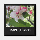 Search for apple blossoms magnets Nature