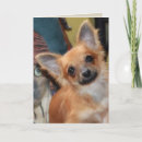 Search for chi cards Dog