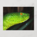 Search for viper postcards Venomous
